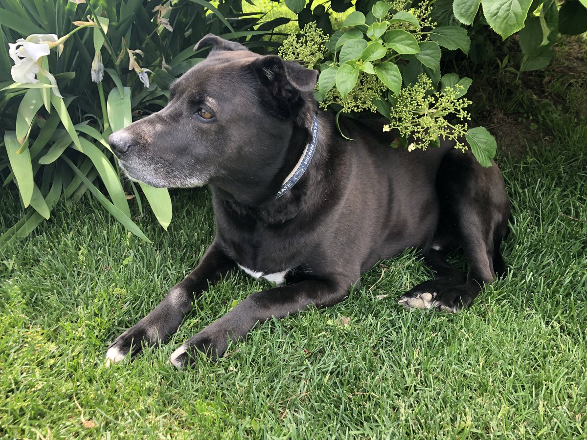 dawnmceleney (@dmce) on Twitter photo This our rescue, he’s a real good boy.... most days #RescueDogs This our rescue, he’s a real good boy.... most days #RescueDogs