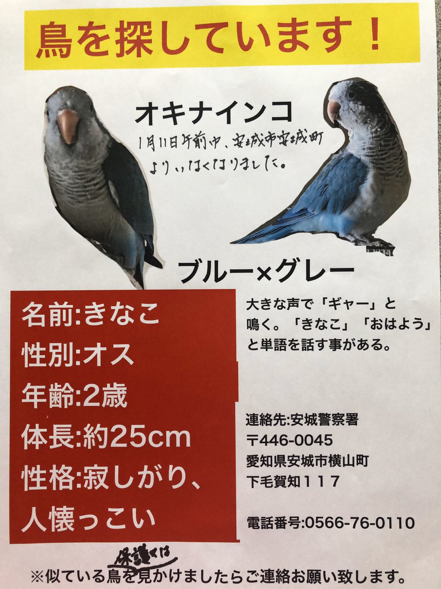 愛知県安城市安城町ブルーのオキナインコのキナコ捜索中 今キナコに似た声が2回したから探してみたけど いなかった 気のせいなのかなぁ オキナインコの鳴き声だと思ったんだけど どなたかご存知ないですか ブルーのオキナインコです 迷い鳥 保護