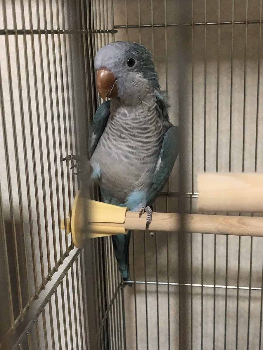 愛知県安城市安城町ブルーのオキナインコのキナコ捜索中 今キナコに似た声が2回したから探してみたけど いなかった 気のせいなのかなぁ オキナインコの鳴き声だと思ったんだけど どなたかご存知ないですか ブルーのオキナインコです 迷い鳥 保護