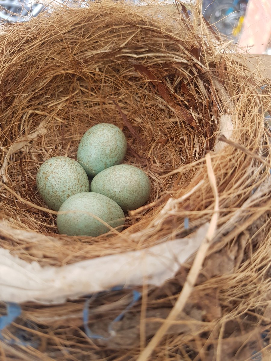 Al_BaileyBailey's tweet photo. @angrymaggie We have four eggs from a lovely black bird mum and dad currently nesting in our outside workshop rafters. Can't wait for them to hatch. https://t.co/ilMYKpDKPl