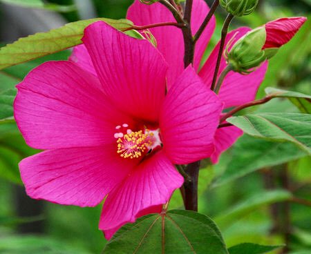 鮮やかなピンク色の花が人気のムクゲ その花言葉の意味や由来をご紹介 暮らし の