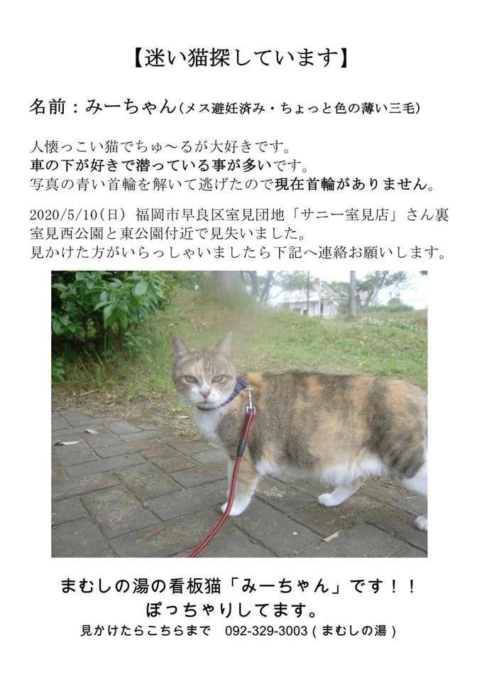 まゆ 事業ディレクター カメラオババ 拡散お願いします このねこさんをみかけたらご一報ください まむしの湯の営業部長のみーちゃん 散歩の途中 福岡市早良区室見団地付近で居なくなったなったそうです 福岡市 早良区 室見団地 迷い猫 迷子猫 まゆ 事業ディレクター カメラオババ 拡散お願いします このねこさんをみかけたらご一報ください まむしの湯の営業部長のみーちゃん 散歩の途中 福岡市早良区室見団地付近で居なくなったなったそうです 福岡市 早良区 室見団地 迷い猫 迷子猫
