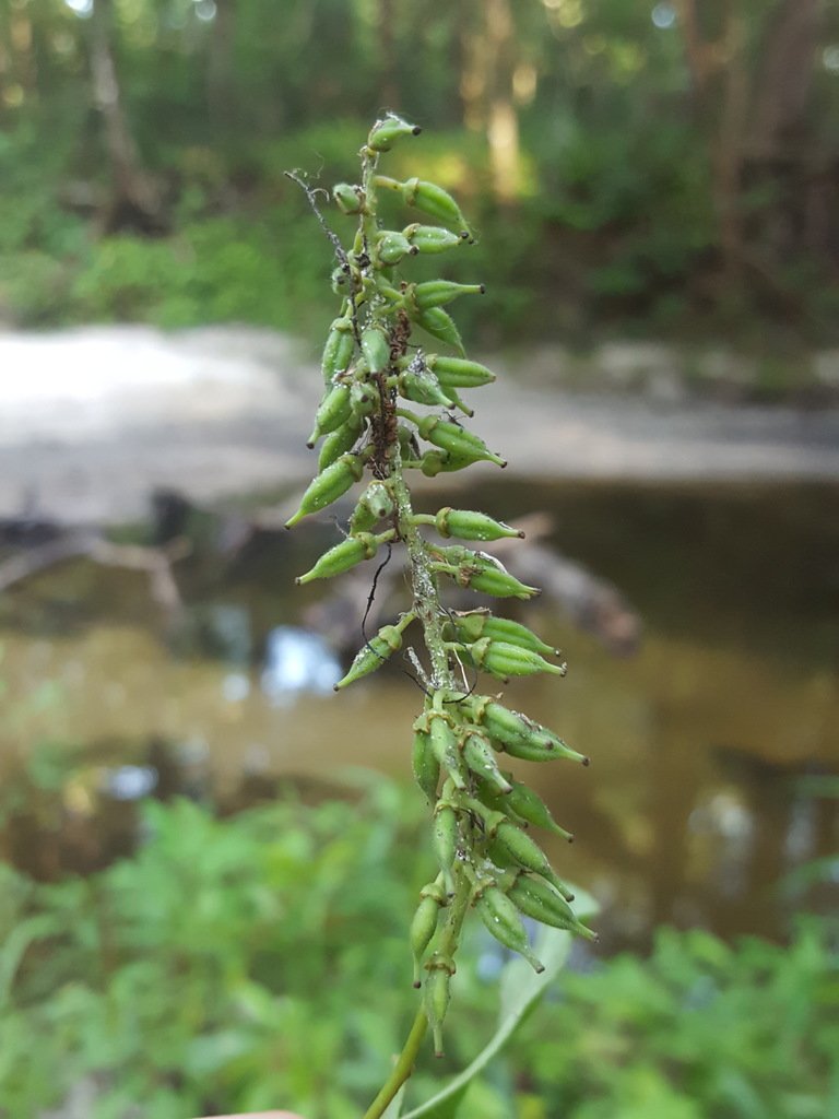 Alex_Abair's tweet photo. Gainesville botanists, what did I find at Hogtown Creek? I'm stumped. The ripped leaves had kind of a green pepper smell. https://t.co/zLeUqxHc8G