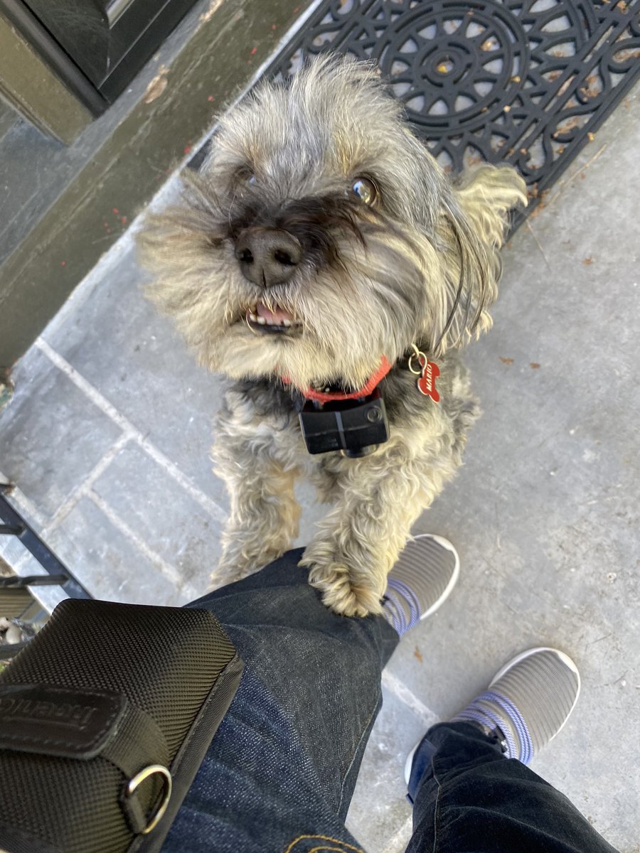 5GJagger's tweet photo. #TEAM Sheridan out there yet again on this beautiful Wednesday afternoon, dropping of some AT&amp;T tv flyers to our locals! 

Made some furry friends in the process 🐶💙  
#OneBuffalo #OneNYNJ #ATTtv https://t.co/2lqht1kLxI
