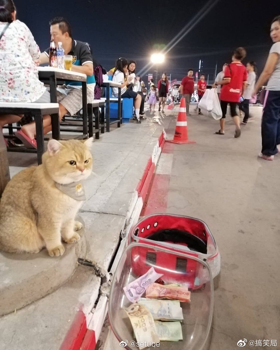 carmarket_china's tweet photo. 猫坐在路边等主人吃饭，居然有人往猫包里扔钱？把猫给气得，嗷嗷的！ https://t.co/UChsfpMTHR