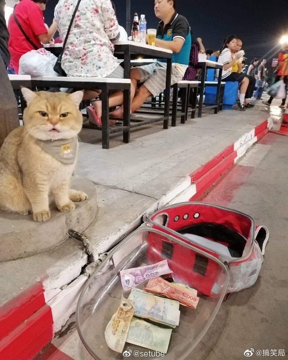 carmarket_china's tweet photo. 猫坐在路边等主人吃饭，居然有人往猫包里扔钱？把猫给气得，嗷嗷的！ https://t.co/UChsfpMTHR