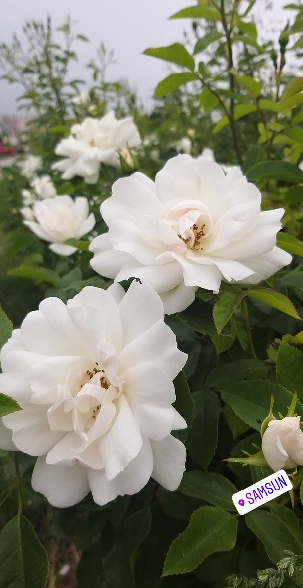 Her kadın bir güldür ama o gülün dikeni batarsa acısı çok zor geçer...