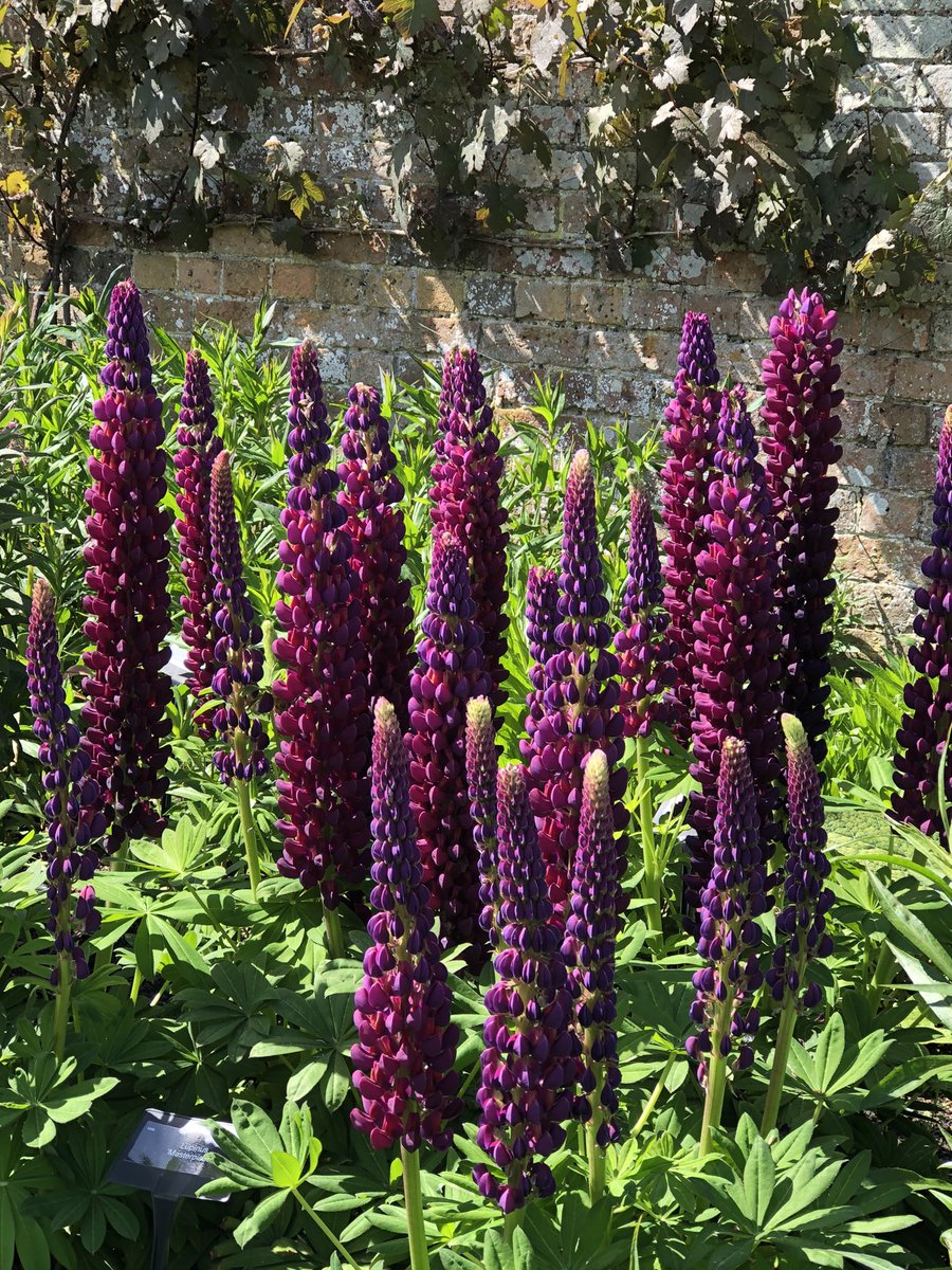pat havers (@pathavers) on Twitter photo Lovely look back to 2016 on the Best of RHS Chelsea flower show tonight and to see <a href="/charlesalbone/">Charlie Albone</a> fab garden. This garden is the reason why I have beautiful Lupin ‘Masterpiece on the herbaceous border <a href="/waterperry/">waterperry</a> very kindly given to me by Charlie 😍 Lovely look back to 2016 on the Best of RHS Chelsea flower show tonight and to see <a href="/charlesalbone/">Charlie Albone</a> fab garden. This garden is the reason why I have beautiful Lupin ‘Masterpiece on the herbaceous border <a href="/waterperry/">waterperry</a> very kindly given to me by Charlie 😍