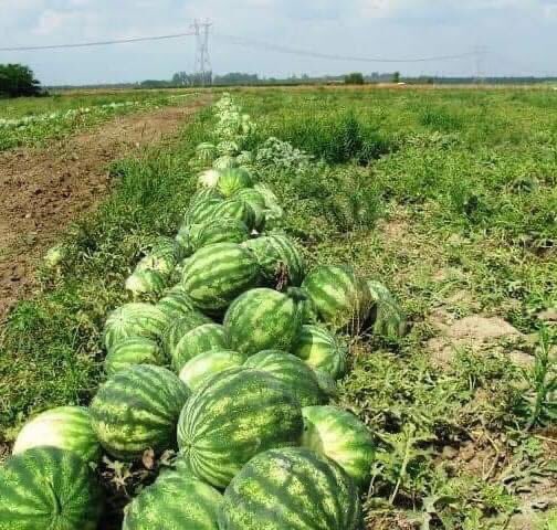 SANLlURFA's tweet photo. Vücuda faydalı olan Karpuzlar elde kalıyor, vücudumuz için zararlı olan Cola TIRLARLA geliyor yetmiyor!
Cola yerine,sağlık için çok faydalı karpuz yiyin...

BİR RT DE SEN YAP, BU AKIMI BAŞLATARAK ÇİFTÇİLERİMİZE DESTEK VERELİM https://t.co/HSTd9TA1jN