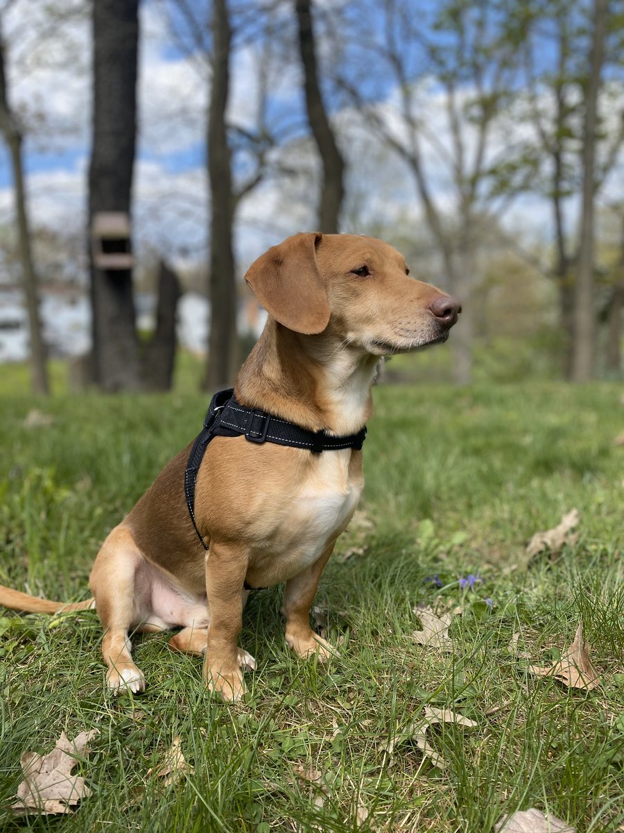 taylorbarnum12's tweet photo. Happy #NationalRescueDogDay to my cutie pie Reginald (Reggie) Jackson Barnum 💓💓💓 https://t.co/9V1iuCiCXc