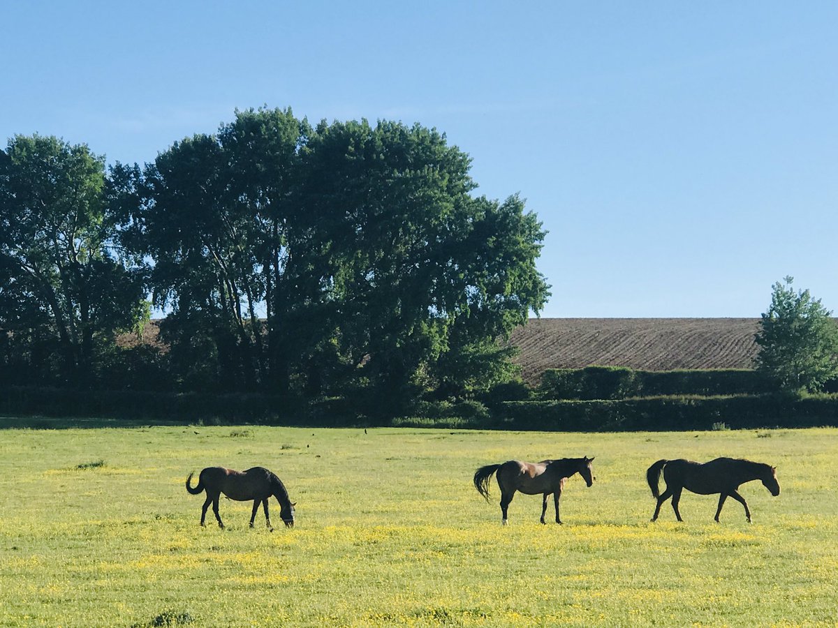 1000Rach's tweet photo. #OneADayPhoto #OneADayExercise #SocialDistancing #LockdownLife #sunshine #heatwave #trees #exercise #walking #health #wellbeing #buckinghamshire #chilterns #chesham # 🐎 🐎 🐎 https://t.co/ItVTfjChkc