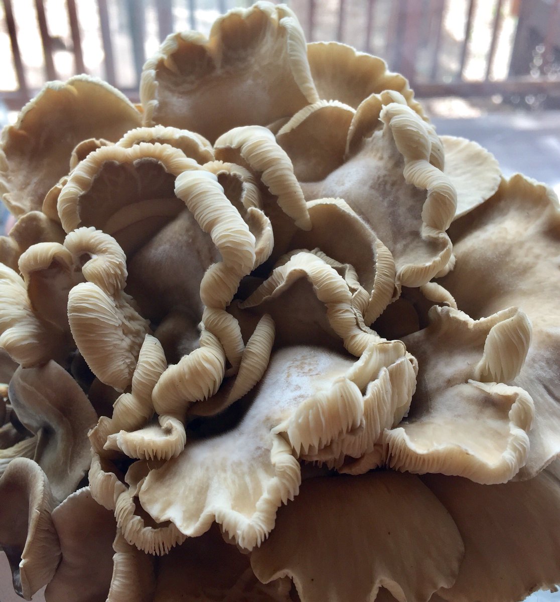 lelaniblack's tweet photo. Things we grew during quarantine - oyster #mushrooms. 10 days from start to harvest. So good sautéed with braised green beans, onions and garlic. #ALittleStrange #QuarantineCooking https://t.co/n0Q0BZ2XB1