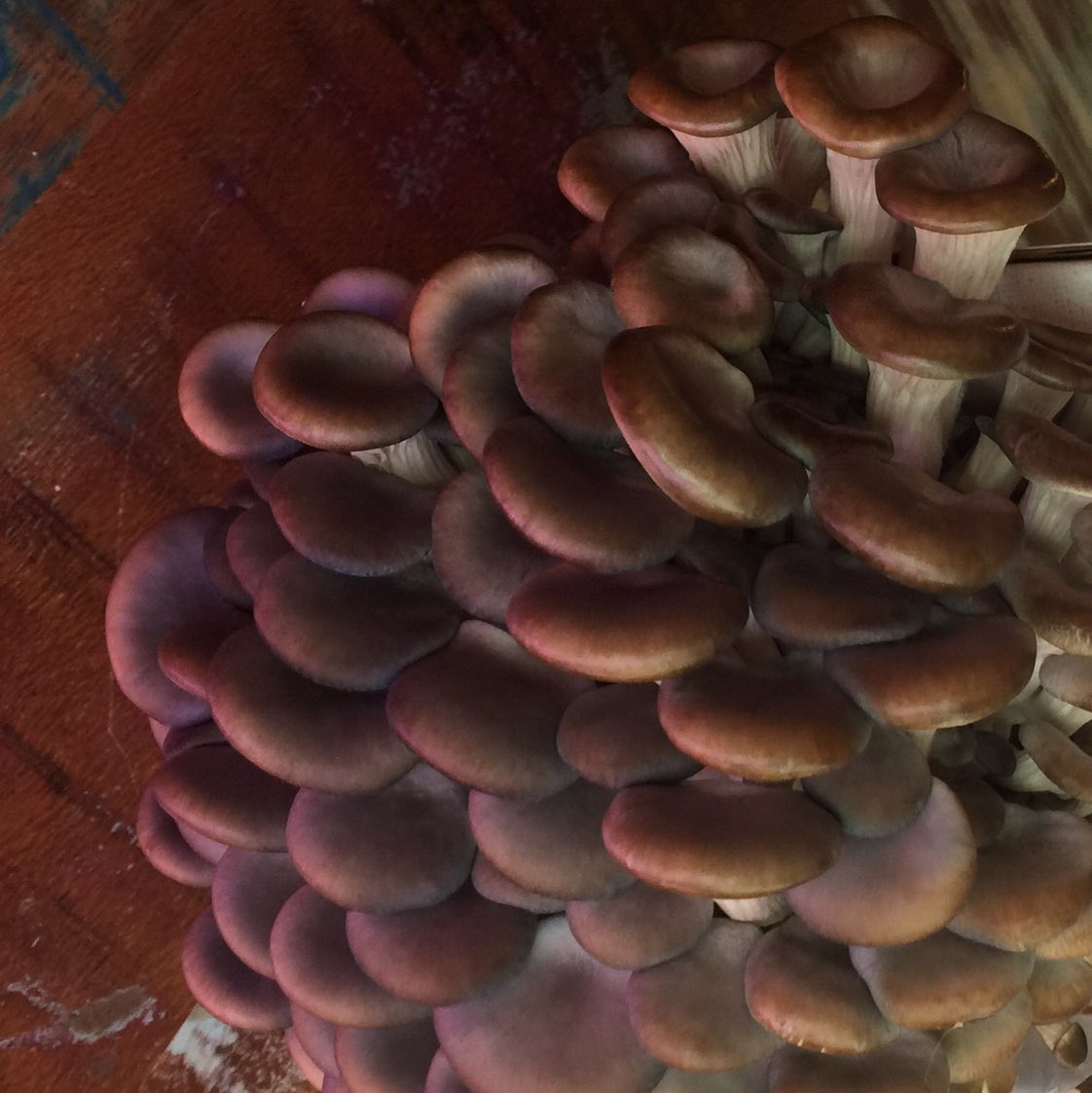 lelaniblack's tweet photo. Things we grew during quarantine - oyster #mushrooms. 10 days from start to harvest. So good sautéed with braised green beans, onions and garlic. #ALittleStrange #QuarantineCooking https://t.co/n0Q0BZ2XB1