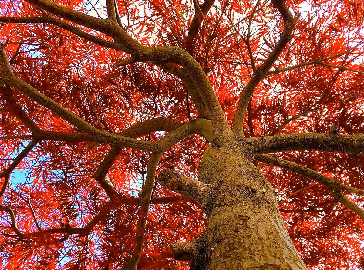 MrsThomasey's tweet photo. In 7th Grade Art, students are learning all about digital photography and photo editing. 
Get ready to see some amazing colors!!!
Great photo Isabella F!!!!!
#k12 #artclass #photography #remotelearning https://t.co/ZPKbxtssFa