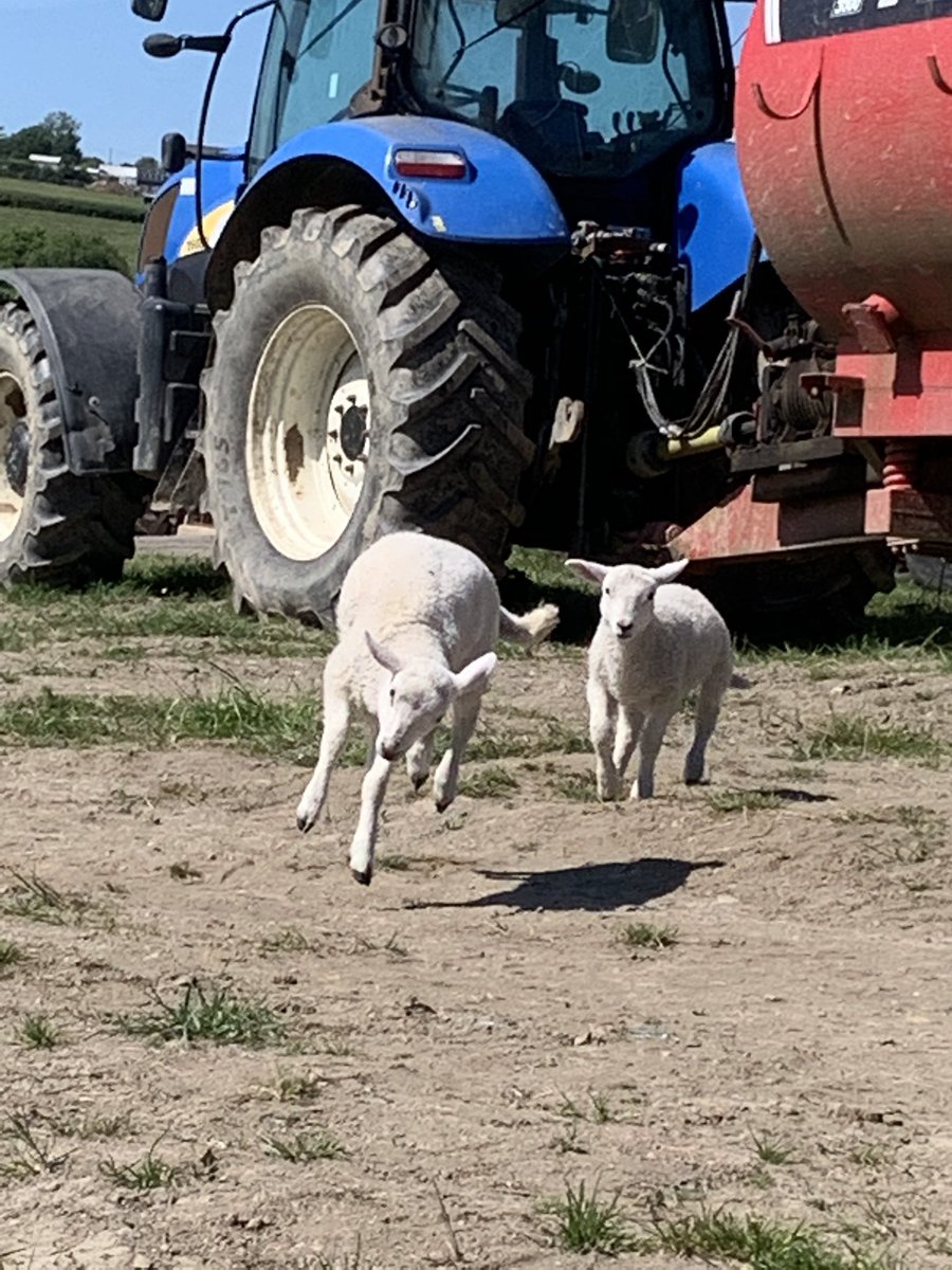 EleriEdwards2's tweet photo. Our beautiful Lleyn molly lambs having a kick around in the sun - no cruelty just fun in the sun around the New Holland #olga #olwen #lleynlambs What do you think @1GarethWynJones ? #prancio https://t.co/dRg3l6A4L4