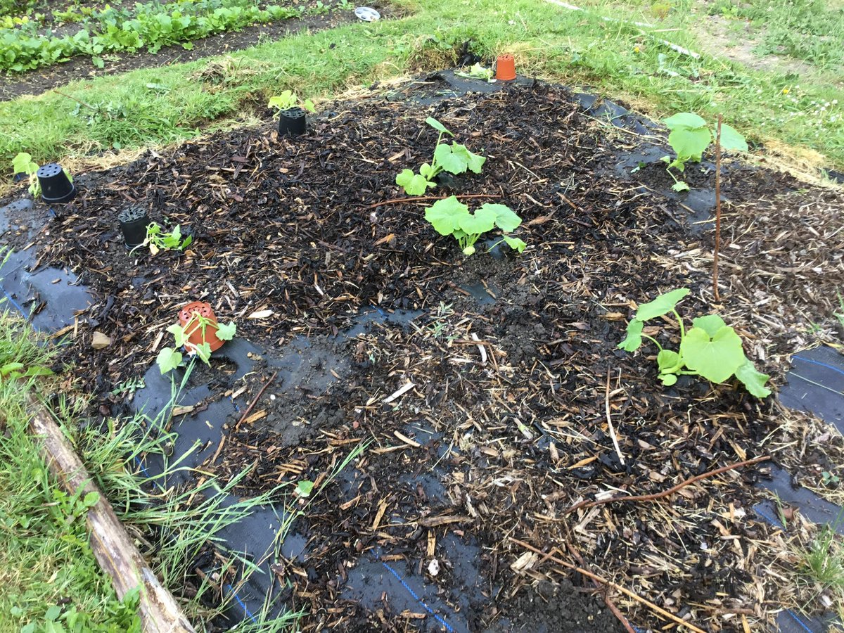 ClimpingCottage's tweet photo. ...& tonight’s #MiniChelsea is from the kitchen garden. A mixed bed of salad leaves, radish, broad beans & Kale, Elephant garlic, early squash & courgettes & strawberries to come soon. https://t.co/zwjnMID7OT