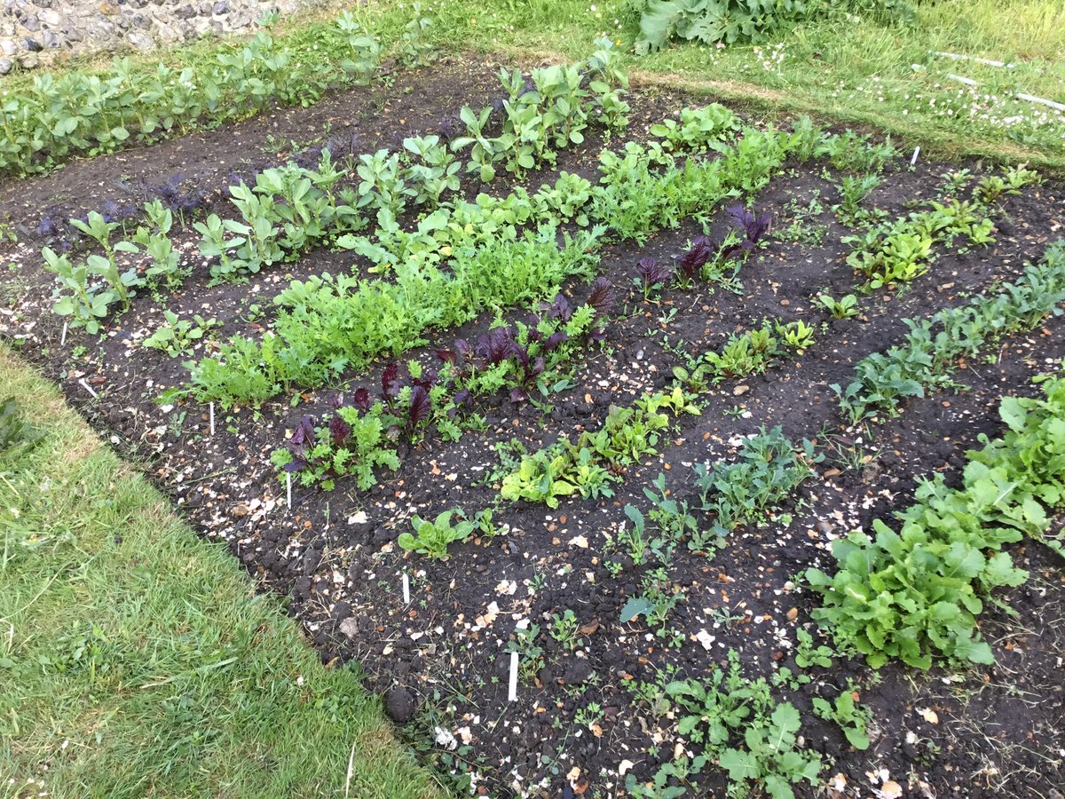 ClimpingCottage's tweet photo. ...& tonight’s #MiniChelsea is from the kitchen garden. A mixed bed of salad leaves, radish, broad beans & Kale, Elephant garlic, early squash & courgettes & strawberries to come soon. https://t.co/zwjnMID7OT