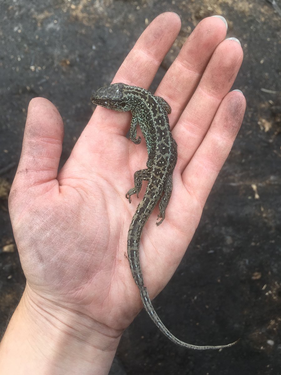 HazeloftheShire's tweet image. @dorsetpolice Please share my petition to Dorset's councils urging them to ban disposable BBQs in Dorset! Thank you #WarehamForest #Heathfires 
change.org/ban-disposable…