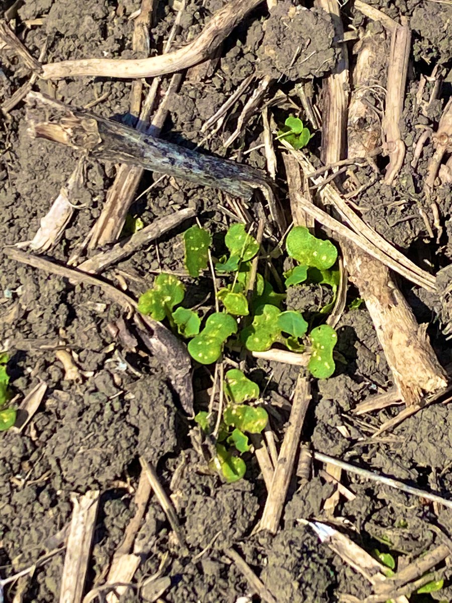 vrp_vision's tweet photo. Flea beetles are active on volunteer canola.  In the rush to finish #plant2020 don’t forget to #scout emerging canola fields! https://t.co/H37bfC5RLI