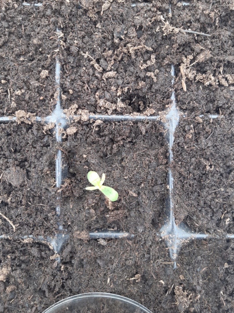 floragrowthcorp's tweet photo. Grow-update #2! 

Here are the seedlings day 5, 6, and 7 after sowing 🌿

You can see the development of the cotyledons followed by the emergence of the first true leaves. 

These cannabis seedlings are off to a great start! 

#marijuana #cannabis #CBD #plants #FloraGrowth https://t.co/ac8bu63W9P