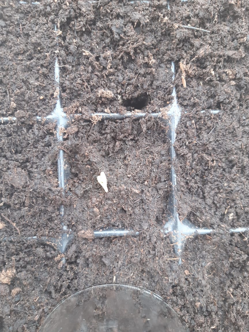 floragrowthcorp's tweet photo. Grow-update #2! 

Here are the seedlings day 5, 6, and 7 after sowing 🌿

You can see the development of the cotyledons followed by the emergence of the first true leaves. 

These cannabis seedlings are off to a great start! 

#marijuana #cannabis #CBD #plants #FloraGrowth https://t.co/ac8bu63W9P