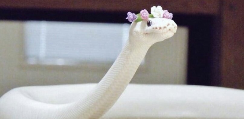 #السناب

اللي يدس السم مايسلم قسمّ
يحصله من عند منهو به عليم

ومن نيته بيضا له الحظ ابتسمّ
يبشر بفال الخير ويعيش بنعيم

والمنتصر باالمعركه شراب سمّ
لاحط سمه طاح منهو له غريم

الضيق دربه شين خلك باالنسمّ
لاتتبع الساري مع الدرب الظليم