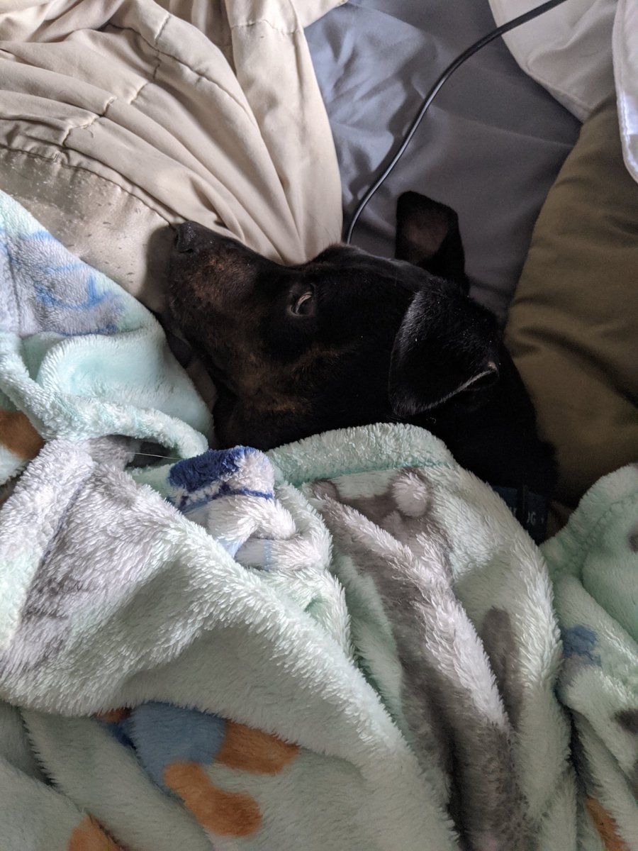 GaspodeU's tweet photo. @StinkPride Have a blankie snuggle. It help https://t.co/pSjmgrF2qO