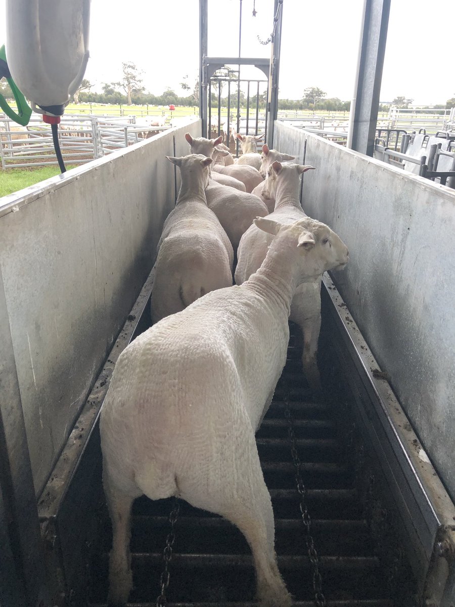 ProBreed's tweet photo. Merinos are no longer excluded from high performance lamb flocks these rising 2 year old MPM Glendemar ewes @ scanned 195%, is management missing an opportunity?
#glendemarmpm #merino #highfertility #agchatoz #meetthechallenge @murnongfarming @neXtgenAgri @FarmTender https://t.co/blAqwuNO1V