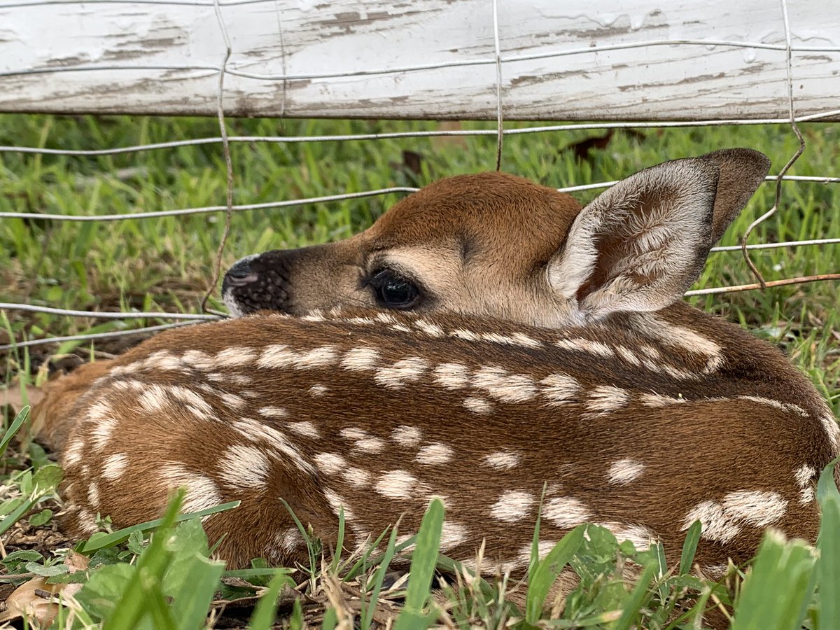 Long Acres Ranch tweet media