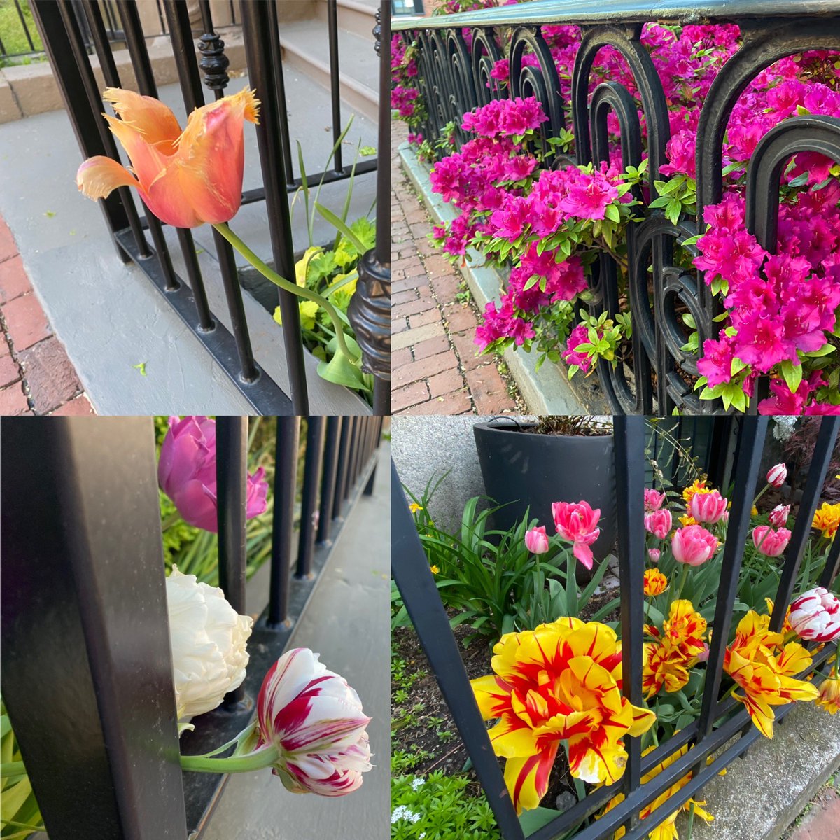 JanetWuNews's tweet photo. These flowers are trying to spring the clink🌷🌷🌷Just like us 😉 #GetBackInside #COVID19 #StayHomeOrders https://t.co/h8TYSBQzvD