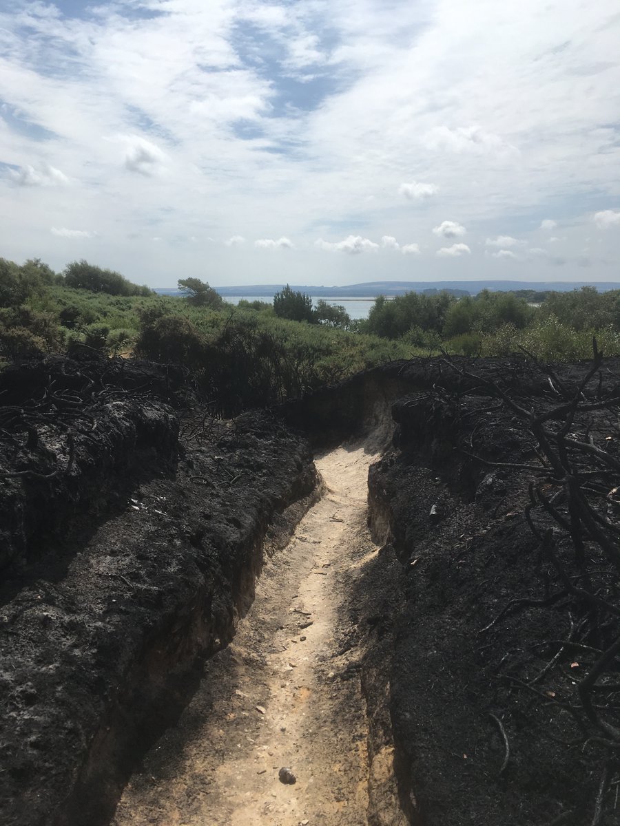 HazeloftheShire's tweet image. @DNightjars @DorsetBirdClub @harbourbirds @NatureofDorset @DorsetMammal @DorsetMag Please share my petition to Dorset's councils urging them to ban disposable BBQs in Dorset - we can reduce heathfires! Thank you #WarehamForest #Heathfires 
change.org/ban-disposable…