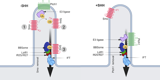 JCellBiol's tweet photo. Desai et al @DesaiPaurav @greg_pazour show that #ubiquitination of smoothened regulates its interaction with intraflagellar transport to control ciliary levels during #Hedgehog #signaling https://t.co/7Fk6hKuI5i #cilia https://t.co/x6B0DHrcuQ