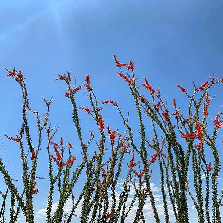 MojaveDesertLT's tweet photo. The ocotillos are blooming! Blossoms can appear in February or as late as May in higher elevations & attract hummingbirds, bees, and butterflies. In a land of weird, wonderful flora, ocotillo are one of the most unique of all!
#ocotillo #mojavedesert #sonorandesert #desertnative https://t.co/81xBYf6FOk
