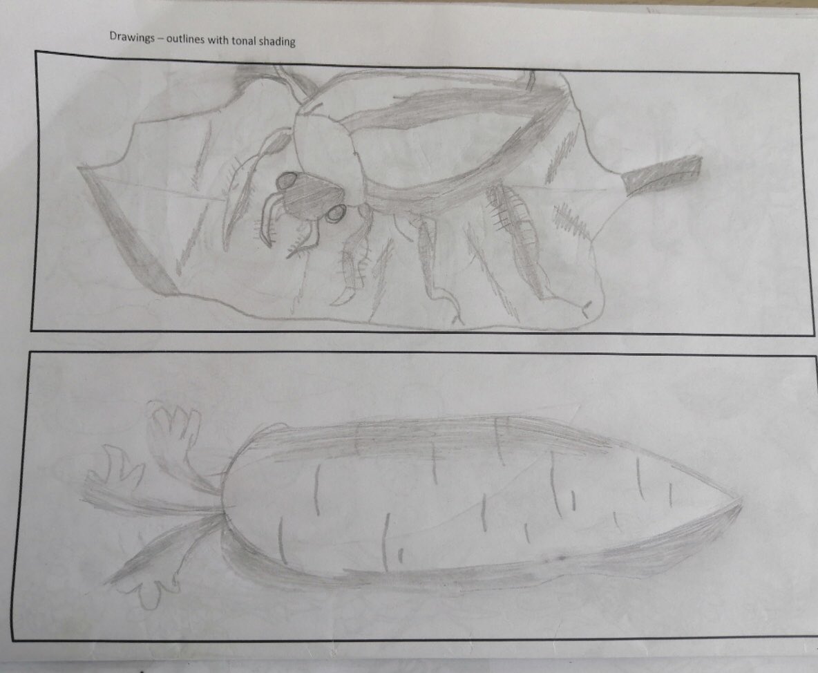 Year 7 observation drawings using tonal shading, well done Jack! #Year7 #NaturalForms #ObservationalDrawings #TonalShading #ArtAndDesign