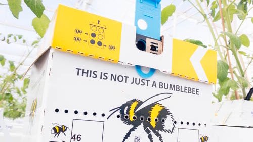 It's World Bee Day! 🐝 We would like to express our admiration for these tiny, scrupulous creatures with enormous work ethic. Pollinating the crop each day is no small task! Their hard work leads to larger, juicier and more flavorful tomatoes. BEE safe and stay healthy, friends!