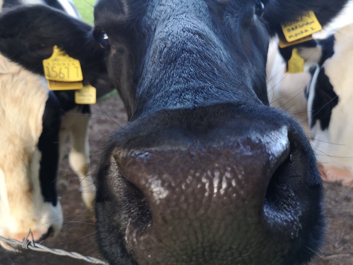 gerry mcveigh tweet media