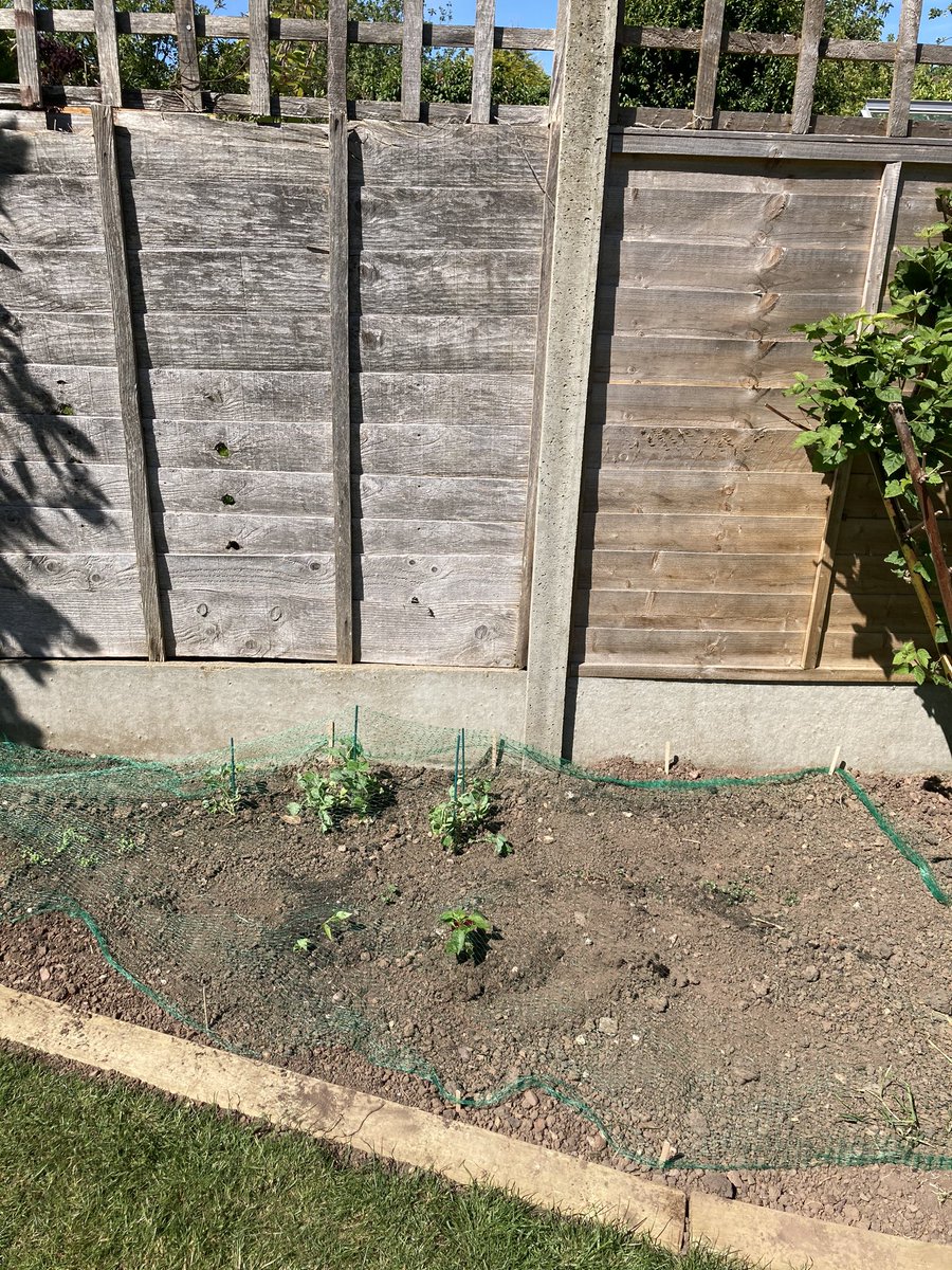 AuntyEmesis's tweet photo. Just reached a whole new level of gardening 😱🤓🤓 #bitdodgy #needsbettersticks #keepthemagpiesoff https://t.co/QxISnq3tQj