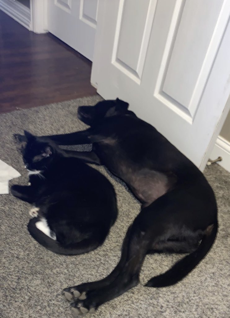 JustJobie's tweet photo. @redtailhayley Just two of my sidekicks during the #redtailsummerseries! https://t.co/R7tEgMVybK