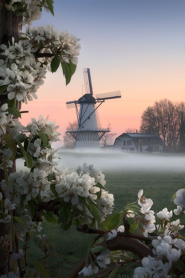 Peepsqueak's tweet photo. Ground Fog at Betuwe  
© Gijs de Reijke 
#Dutchphotography
[you really have to e x p a n d this one] https://t.co/NgTlvM8Hzq