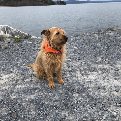 I heard it was #NationalRescueDogDay Here is mine. Sir Kinsington the Good Boy.