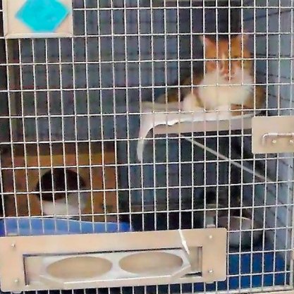 CroneyGroup's tweet photo. We already know that our cats have their own unique gifts and quirks, but when it comes to stress, do cats show individual differences in their coping styles? https://t.co/VTA2beWdHg #CatResearch #CatBehaviour https://t.co/X3tSrBOucM
