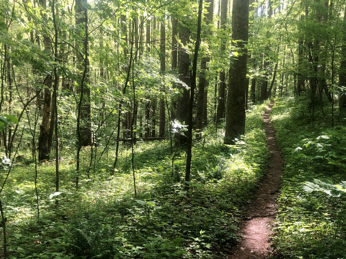 britestack's tweet image. For this week's #TrailNotes #TrailTeam11, I headed back to Roan Mountain State Park @TennStateParks for wildflowers and wildlife. (via @WJHL11) wjhl.com/community/trai…