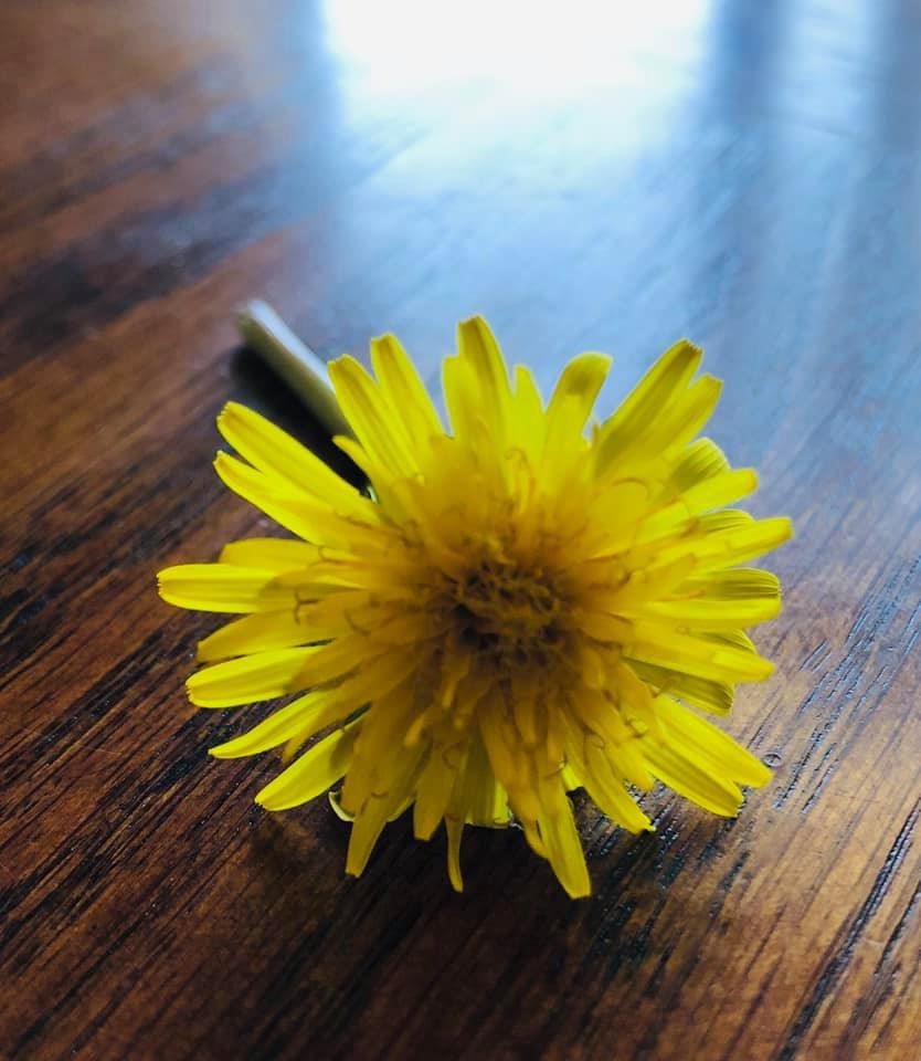 Dandelions grow even in difficult circumstances.  They are most loved by children who see nothing but joy and delight in them. Even when they’ve finished their job, they spread wishes to grow more!  You matter to a child like this.  Your impact has not changed. Keep going. ❤️