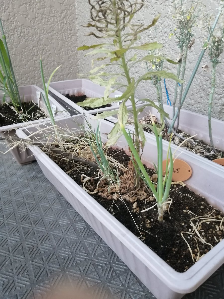 ゆーさけ 闘病中の専業主夫 Pa Twitter 5月21日 木 家庭菜園 432日目 植物の成長日記 オクラは 細長い芽が成長していますね これから どんな感じで大きくなっていくんでしょうか あ 葉ねぎ収穫してなかったですね それにしてもカオスなプランターです ゆーさけ 闘病中の専業主夫 Pa Twitter 5月21日 木 家庭菜園 432日目 植物の成長日記 オクラは 細長い芽が成長していますね これから どんな感じで大きくなっていくんでしょうか あ 葉ねぎ収穫してなかったですね それにしてもカオスなプランターです