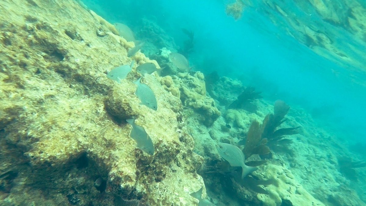 keywestsailing's tweet photo. Open June1st for private charters six people maximum time to call 305-304-4911 to experience the beauty of nearby reefs. Photo credit first mate Felicia ! https://t.co/WCzO0hajpz