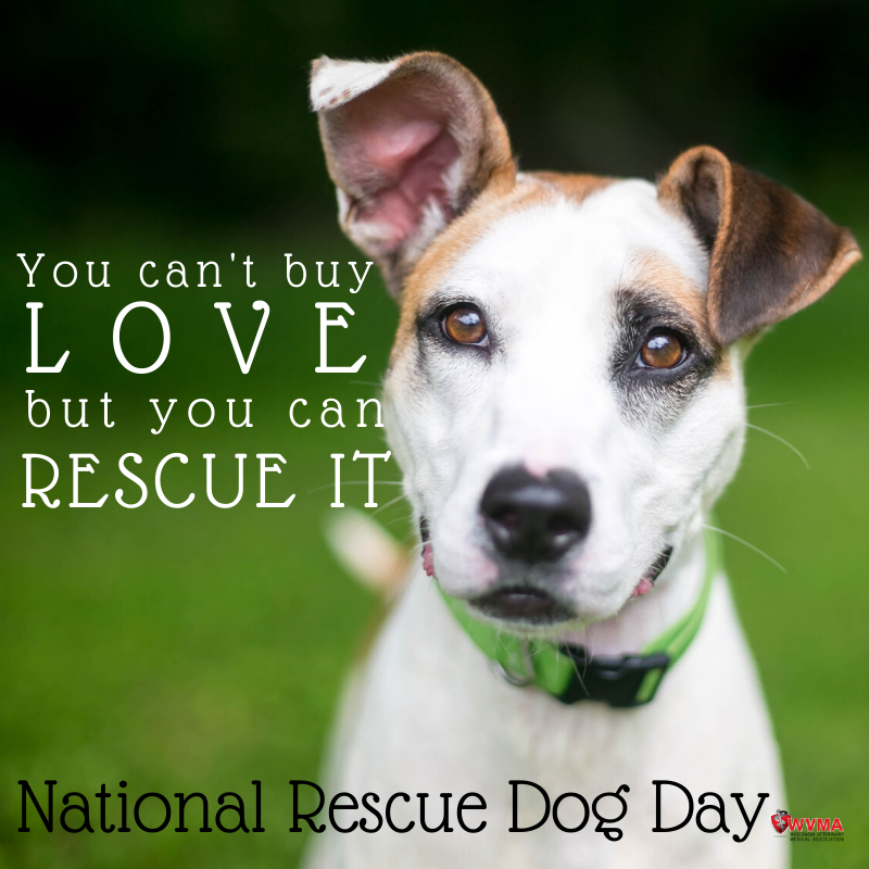 WVMA's tweet photo. Be sure to give your rescue pup an extra treat today in celebration! #NationalRescueDogDay https://t.co/4yr09fnzFD
