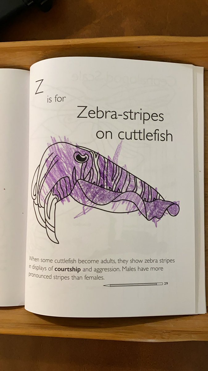 jeffdangersmith's tweet photo. My 2.5 year old daughter’s first use of @SarahMackAttack coloring book. When we told her it was a cuttlefish, she reminded us that fish dont eat cat food or dog food because that would be silly. https://t.co/Ufh4pig0Sv