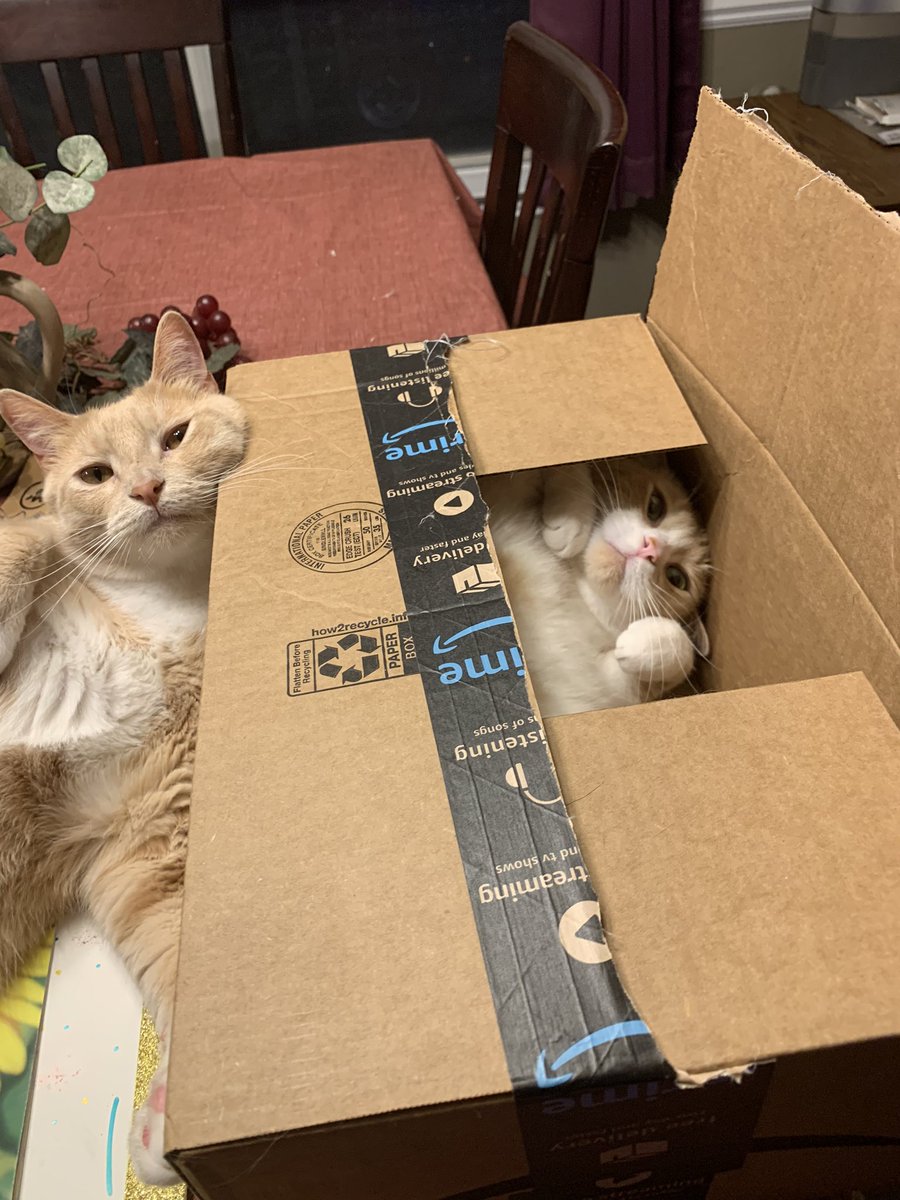 JustJobie's tweet photo. @redtailhayley 2 dogs and 4 cats total. Animal house for sure! https://t.co/gzrDwb0nAL