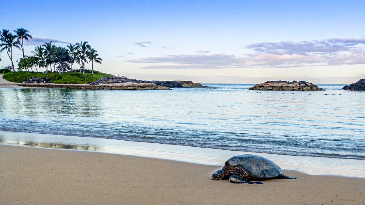 This morning we had some refreshing company in the Ko Olina Lagoons. He appreciated our social distancing and is happy that the beaches are back open!🤙

#OlaProperties #VisitOahu #VisitKoOlina #KoOlina #ILoveOahu #BeachBum #VisitTheIslands #ExploreHawaii #Turtles