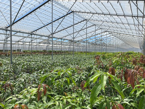Greenlife_AU's tweet photo. NEW See how the numbers stack up! Check out our Facts at a Glance to see how the Australian nursery industry performed for 2018-19.https://t.co/1xIhXvZULM @Hort_AU https://t.co/MkAD31tO4S